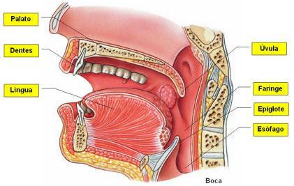 BOCA - Órgão que ocorre ingestão, insalivação e