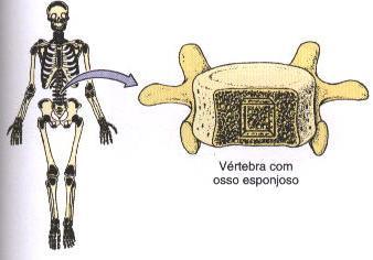 MEDULA ÓSSEA 7 Medula vermelha -