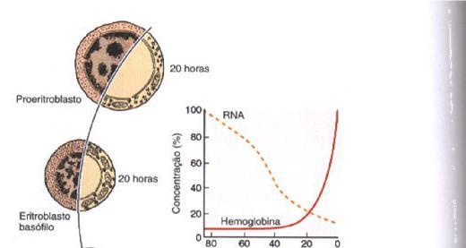 ERITROPOIESE 9 Redução do volume celular Redução