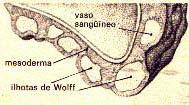 1º fase: 18 dia Origem Mesoderma extra-embrionário recobre o saco vitelino ilhotas de