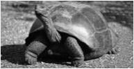 TARTARUGA-GIGANTE DAS ILHAS GALÁPAGOS Galápagos é um grupo de ilhas que abriga bichos incríveis. Um dos mais impressionantes é a tartaruga-gigante.