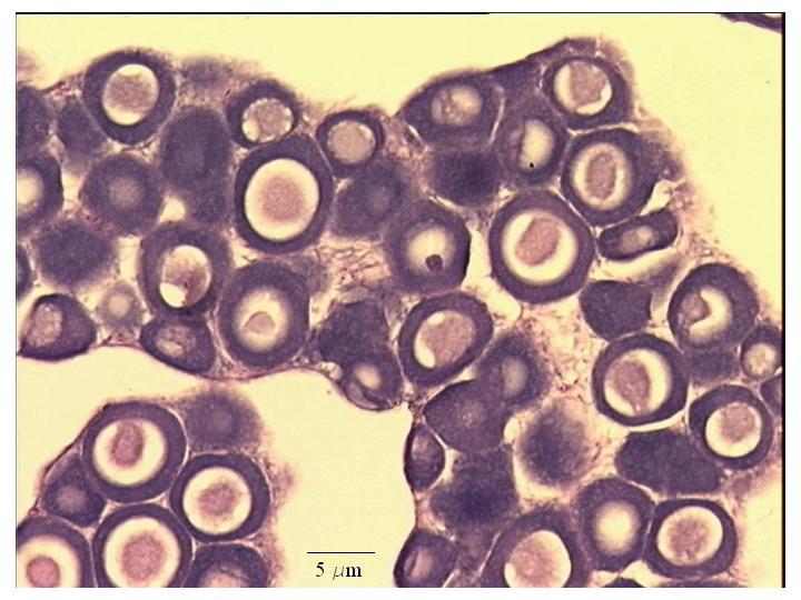 20 C D A B Figura 2 Aspecto microscópico de uma gónada na fase imatura; A- núcleo do