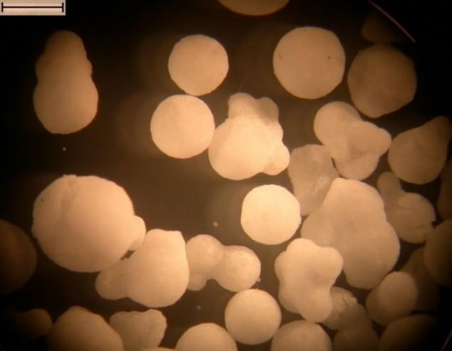 1000µm 1000µm (A) (B) 1000µm 1000µm (C) (D) Figura 4.28: Micrografias das amostras sintetizadas com CatA e 1,7-octadieno.