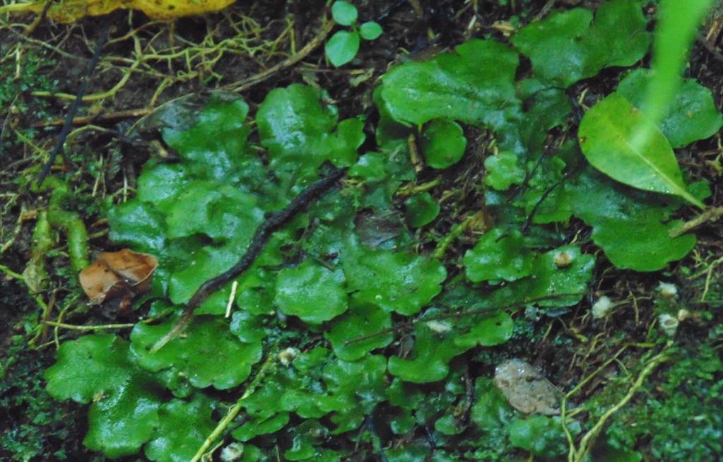 18 nome surgiu devido à semelhança do gametófito com a morfologia do fígado, os pesquisadores fizeram analogia que essas plantas eram benéficas para o tratamento de doenças relacionado ao fígado