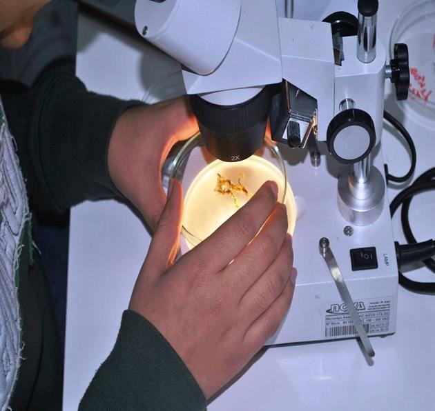 32 Para a identificação foram analisadas as amostragens com a lupa Nova Optical Systems (lente de aumento de 2x e 4x), utilizando placas de Petri, lâminas Global Trade Technology e microscópio óptico