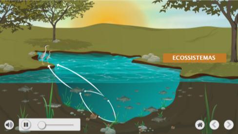 Fluxo de energia nos ecossistemas * Esta animação permite apresentar os conceitos de cadeias tróficas e de teias alimentares; 86 7.