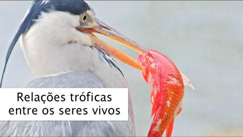 Perceber o fluxo de energia num ecossistema, à medida que se vai construindo a cadeia trófica; Animação sobre o fluxo de energia nos ecossistemas, onde se constrói uma cadeia trófica, complementada,