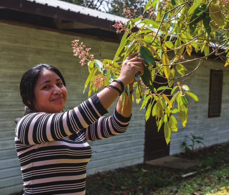 uma ou mais espécies de plantas só são efetivas quando identificadas corretamente.