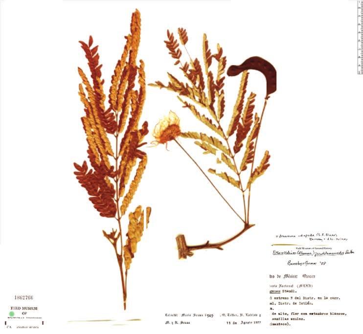 Coletando material botânico A menos que você seja um botânico familiarizado com a flora da sua área, o envio de uma amostra para um especialista é a melhor maneira de identificar com precisão uma