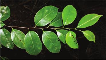 coletadas na sua totalidade, os espécimes de árvores e plantas lenhosas são geralmente representados por um ramo.