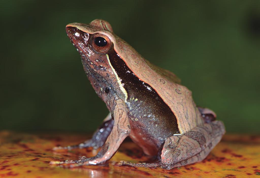 ÍNDICE Notícias da Sociedade Brasileira de Herpetologia... 21 Notícias Herpetológicas Gerais... 22 Notícias de Conservação... 27 Dissertações & Teses... 29 Resenhas.