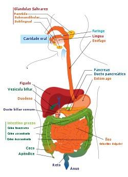 1.1 cancro colorectal e do estômago 7 1.1 cancro colorectal e do estômago A ingestão correta de alimentos é vital para a sobrevivência.