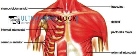 ANATOMIA A inervação do peito é fornecida principalmente pelos ramos anteriores dos 4º, 5º e 6º nervos intercostais que surgem dos nervos torácicos da coluna vertebral (T4-6).