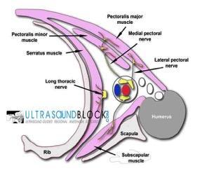 Os músculos peitoral maior e menor são inervados pelo nervo peitoral lateral (C5-7) e pelo nervo peitoral médio (C8- T1). O nervo torácico longo (C5-7) inerva o músculo serrátil anterior.