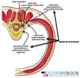 M Fredrickson, em ultrasoundblock.com) Figura 2. Esquerda: inervação dos músculos da parede torácica no nível axilar; Direita: ramos da medulla espinhal que inervam a parede torácica.