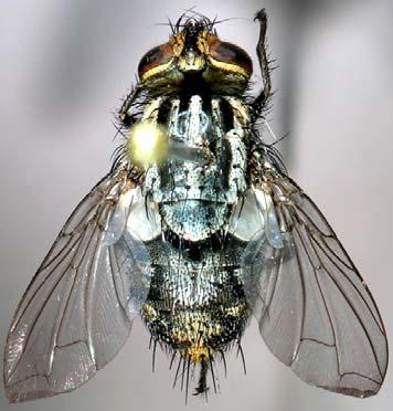 Este inseto consome mais de uma presa para completar o seu desenvolvimento, podendo predar ovos, larvas e/ou ninfas, pupas e adultos de outros insetos.