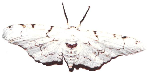 a) b) FIGURA 4 Adultos de Thyrinteina arnobia: a) fêmea (48,6 mm de envergadura) b) macho (35 mm de envergadura) Fonte: BATISTAPEREIRA, 1999.