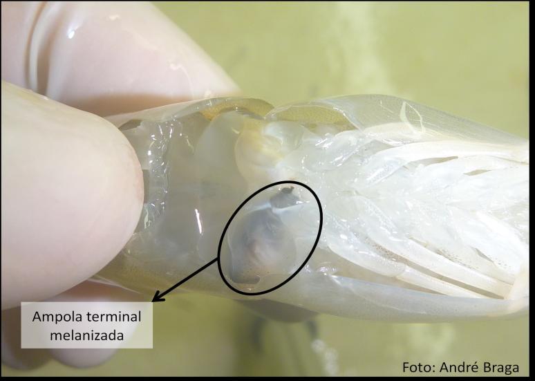Figura 2. Qualidade reprodutiva de camarões peneídeos.