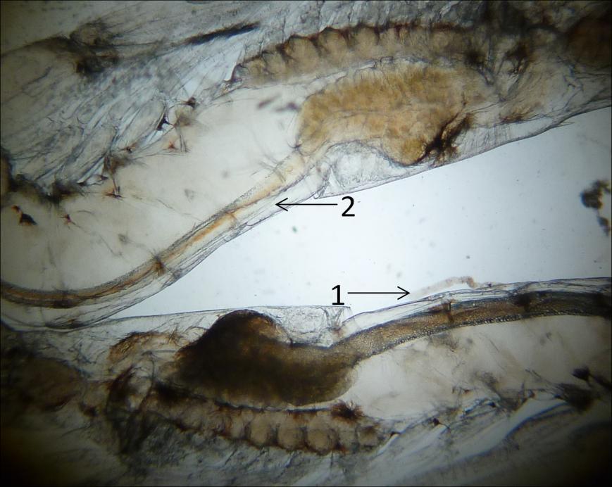 Figura 3. Qualidade das pós-larvas do camarão-rosa F. brasiliensis.