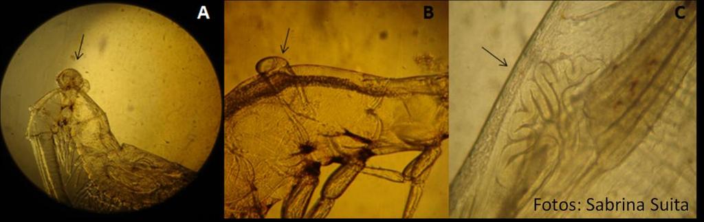 apêndices; em B, C e D observam-se deformações nas estruturais externa e interna de protozoea de camarões peneídeos. Figura 7.