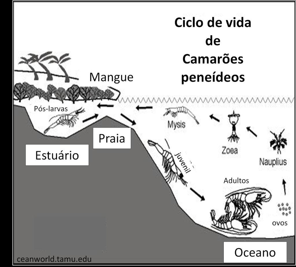 sexual e reproduzir-se, completando assim seu ciclo de vida (D'Incao & Dumont 2010) (Fig. 3). Figura 3. Ciclo de vida de camarões marinhos.