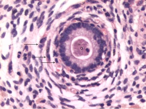 114 Útero bovino; detalhe de glândula endometrial (G) ao redor da qual se observam 3 camadas de fibroblastos (flechas),