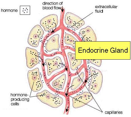 MORFOLOGIA DO TORAX HISTOLOGIA Glândula Endócrina SISTEMA