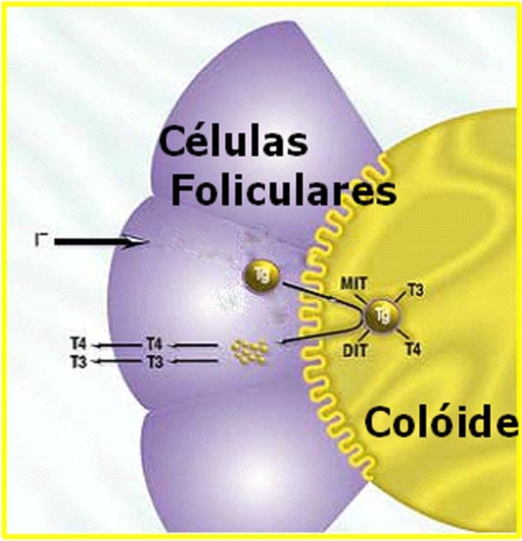 Tireoglobulina (Tg) produz tireoglobolina iodinada contendo T 4 e T 3 como parte da