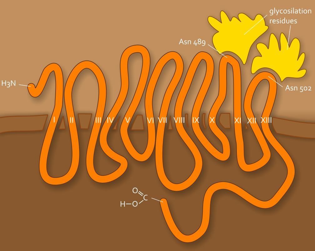 and Thyroid, Christine Spitzweg and John C.