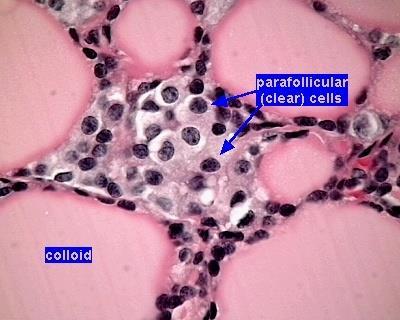 Células Parafoliculares (células C) Células