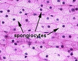 glicocorticódes (hidrocortisona, corticosterona e cortisona) Atuam