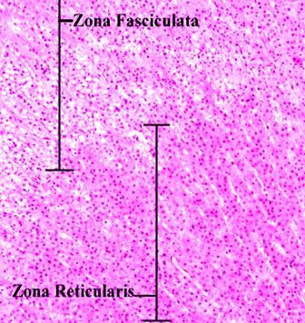 Córtex da Adrenal Zona reticulada Células