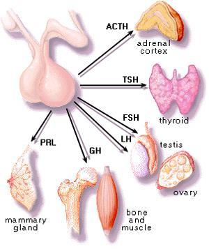 Hipófise (Pituitária) Glândula-mestra Secreções têm