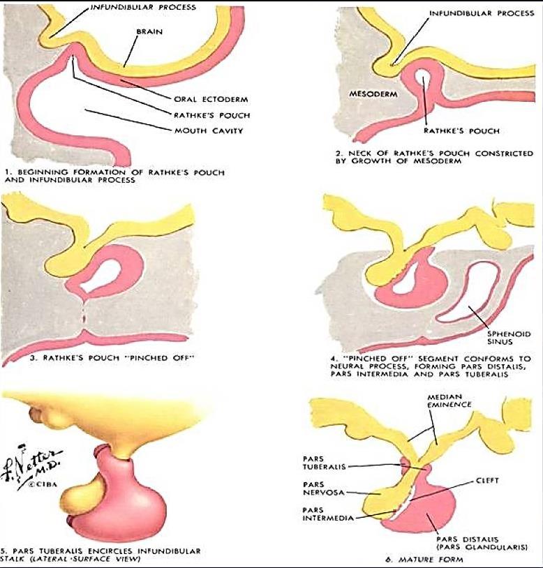 Hipófise Neural ectoderm A hipófise é formada durante o desenvolvimento embrionário pela invaginação do ectodema bucal e pela projeção do ectoderma neural.