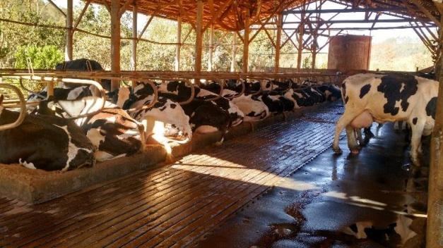 Hoje na propriedade ele conta com conta com 200 vacas em lactação, produzindo diariamente 5.