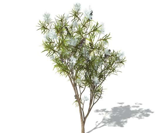 Árvore-do-chá (Melaleuca alternifolia) LANAY a Higiene Íntima com base no óleo essencial da Árvore-do-Chá, TEA TREE (Melaleuca alternifolia) Óleo essencial da Árvore-do-Chá (Melaleuca alternifolia)