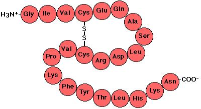 Classificação proteases de acordo com o local de hidrólise Aminoprotease ou