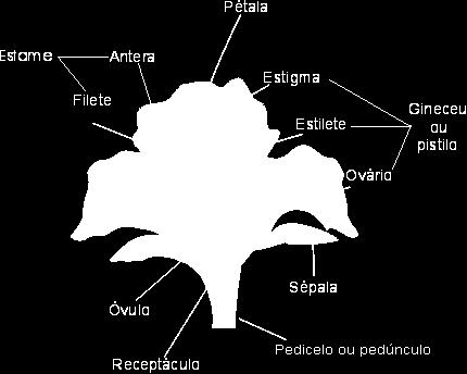 Morfologia floral (unissexuais ou