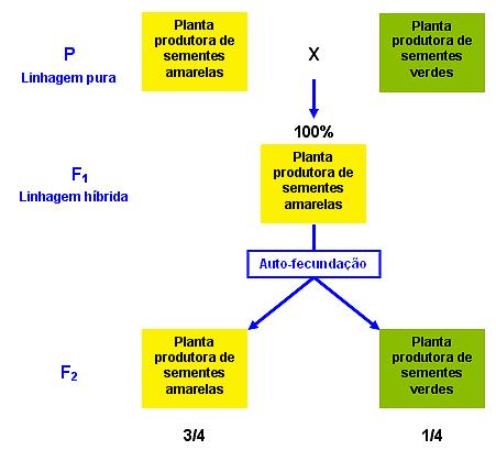 As Leis de Mendel 1 a Lei de Mendel: Segregação independente As características são condicionadas por pares de fatores.