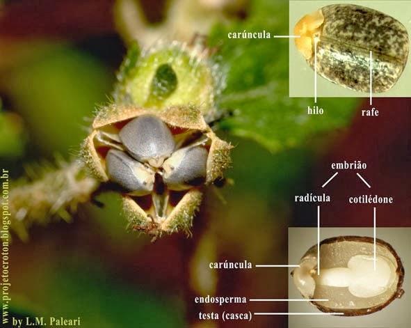 (dormência) Croton grandulosus material reserva embrião