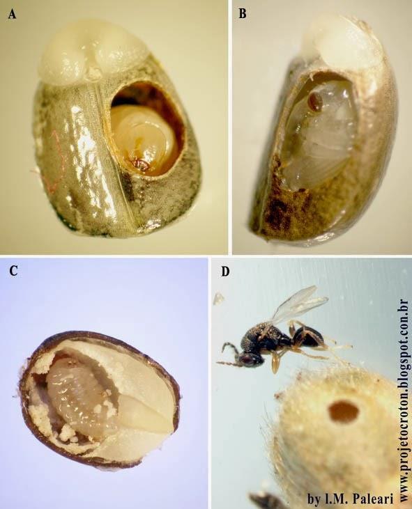 (A) Larva Apion sp. e orifício que ela fez para a emergência do adulto (B) pupa Apion sp.