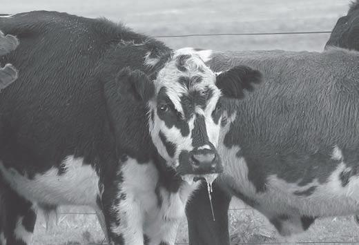 Na Propriedade B, 156 novilhos de 18 meses estavam num pasto de 200 hectares, dos quais 40 eram de mata de eucalipto. Entre 18 de abril e 10 de maio de 2005, 7 novilhos adoeceram e 4 morreram.