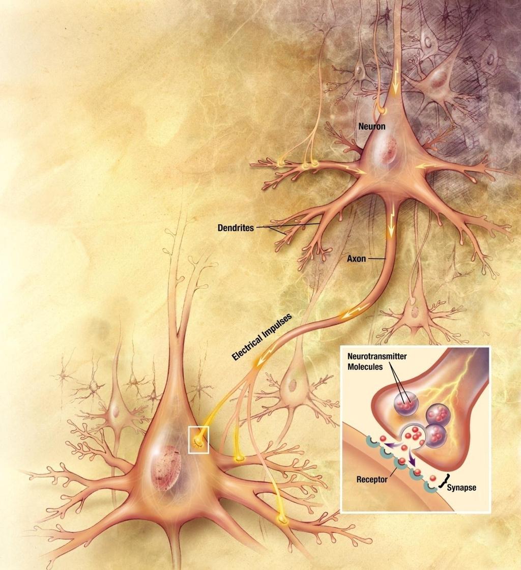 Estrutura do Neurônio Células