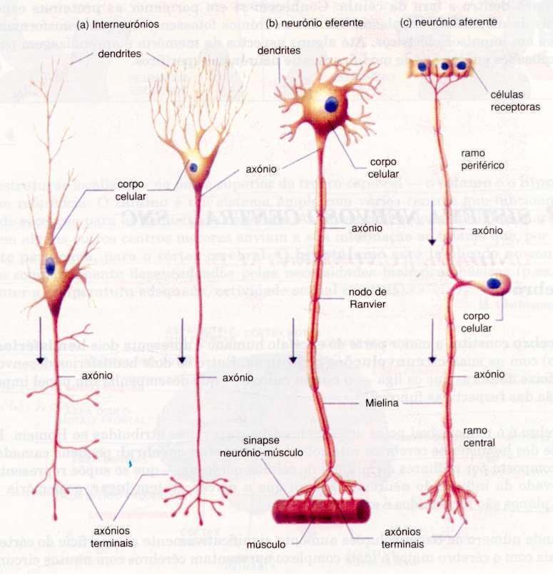 mecanismos celulares e moleculares que