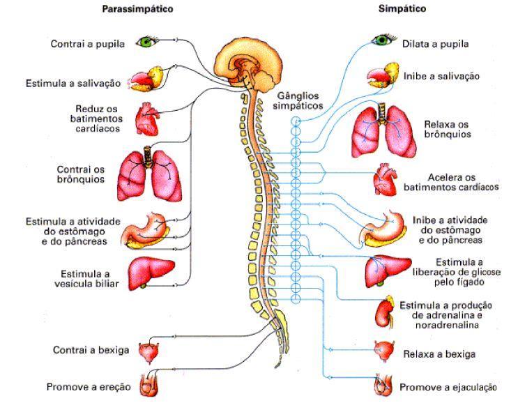 nervoso central, sistema