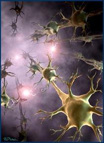 Neurociência O cérebro lutando para se entender Campo multidisciplinar e interdisciplinar no qual se