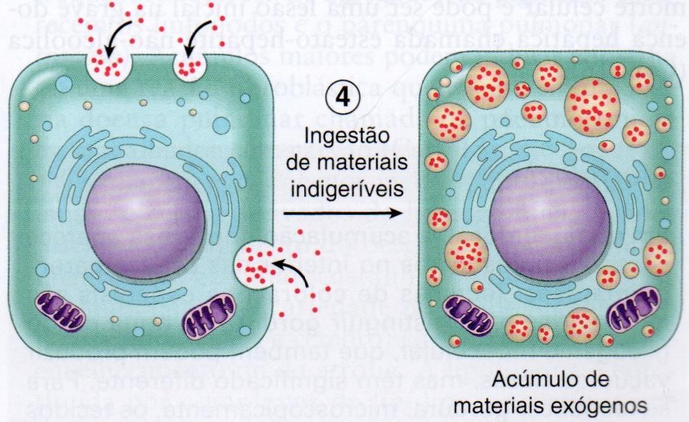 4. Substâncias EXÓGENAS anormais ficam depositadas na célula porque ela não tem mecanismos enzimáticos para