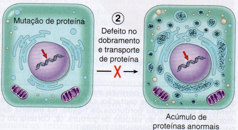 2. Uma substância endógena normal ou anormal se acumula em consequência e defeitos adquiridos ou