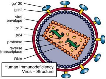 As proteínas virais recém-formadas são, no entanto, produzidas na forma de precursores de poliproteínas, longas unidades compostas de enzimas virais e proteínas estruturais ajuntadas.