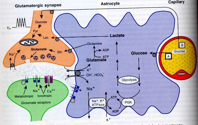 ASTRÓCITOS Participam do metabolismo dos neurônios: